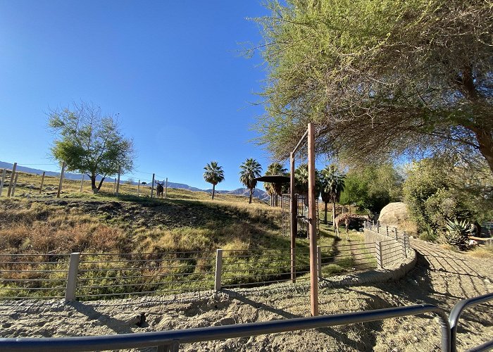 Living Desert Zoo Gardens photo