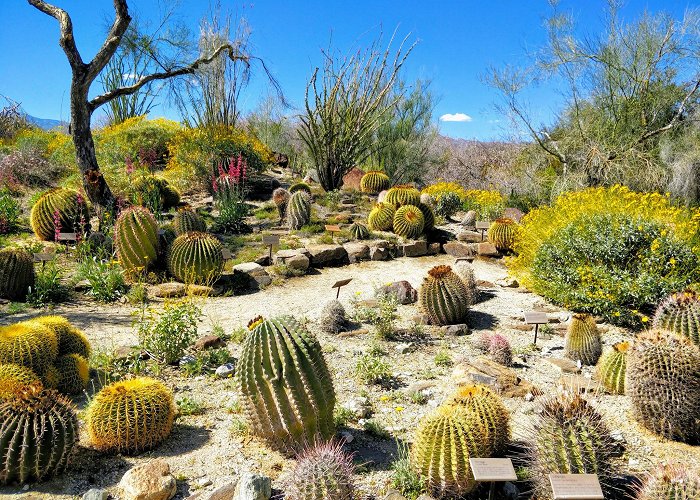 Living Desert Zoo Gardens photo