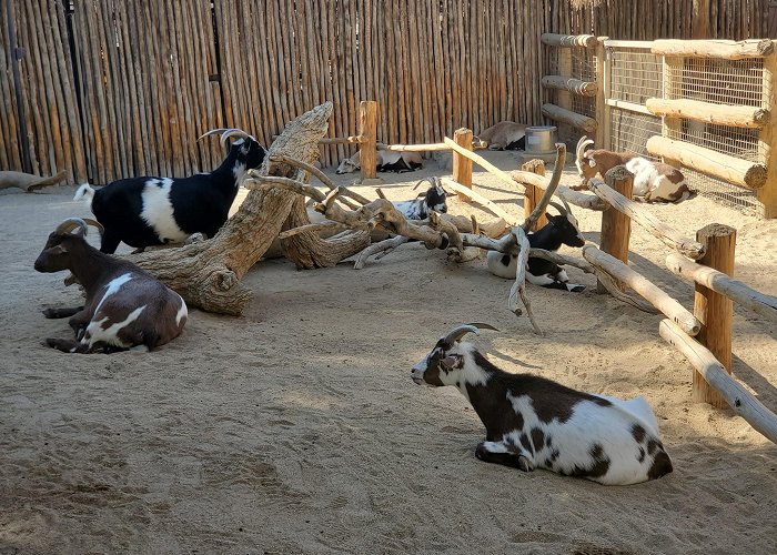 Living Desert Zoo Gardens photo