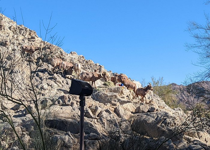 Living Desert Zoo Gardens photo