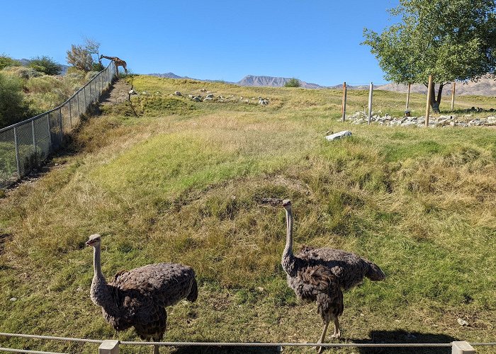 Living Desert Zoo Gardens photo