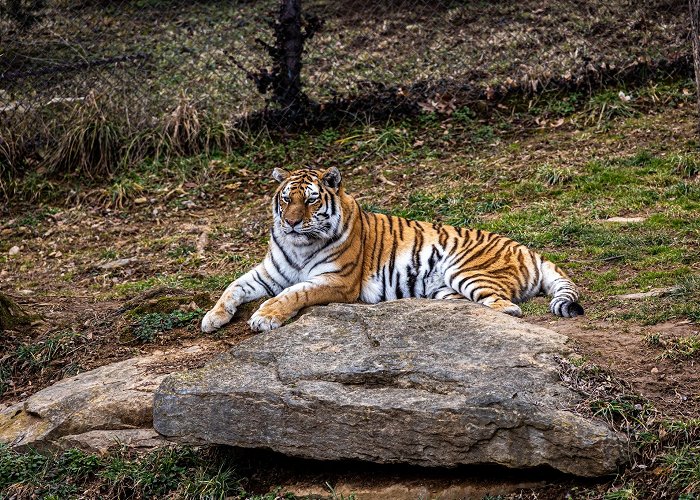 Louisville Zoo photo