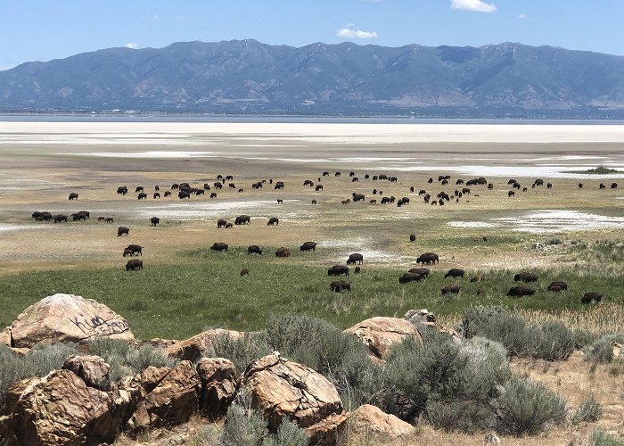 Antelope Island State Park photo