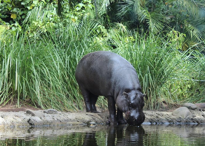 Melbourne Zoo photo