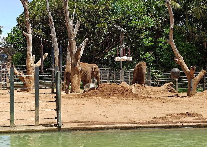 Melbourne Zoo photo