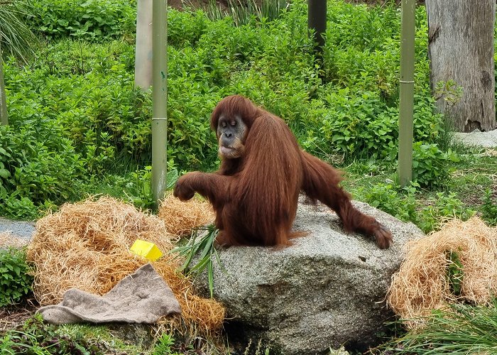 Melbourne Zoo photo