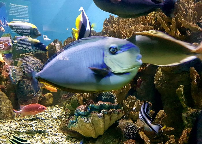 New England Aquarium photo