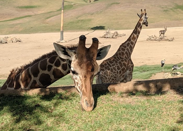 San Diego Zoo Safari Park photo