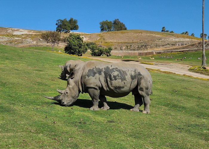 San Diego Zoo Safari Park photo