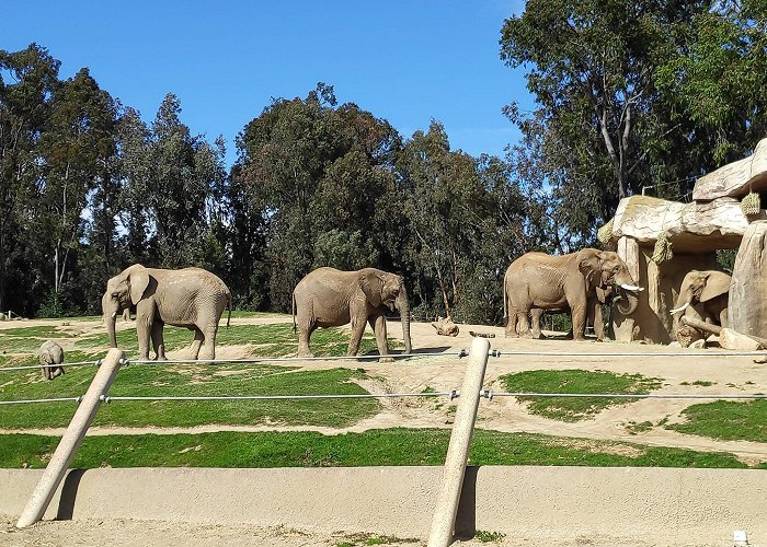 San Diego Zoo Safari Park photo