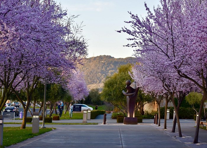 Sonoma State University photo