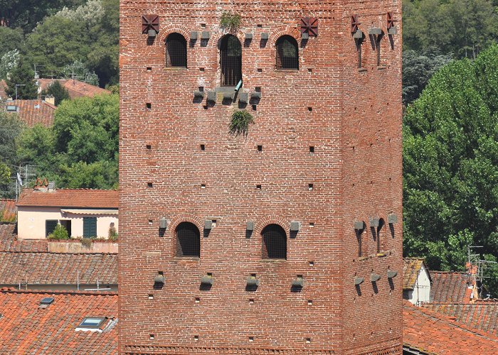 Guinigi Tower Guinigi tower in Lucca, Italy. A solarpunk building from the 14th ... photo