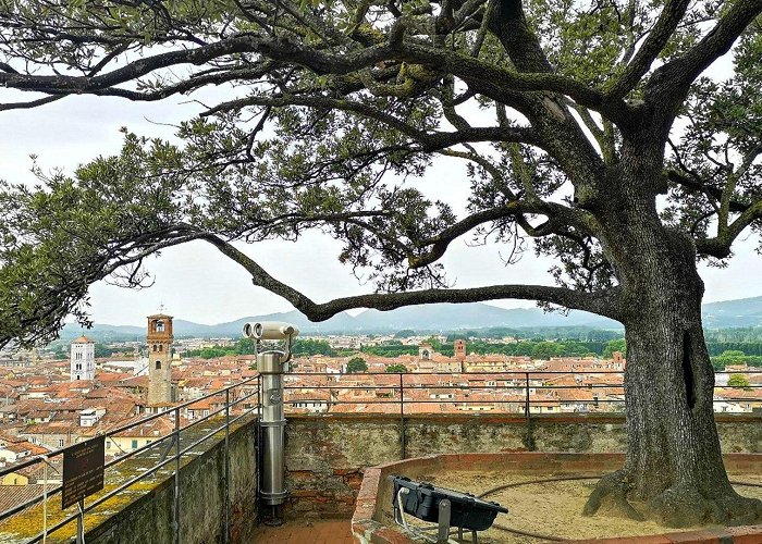 Guinigi Tower Two towers of Lucca | Turismo Lucca photo