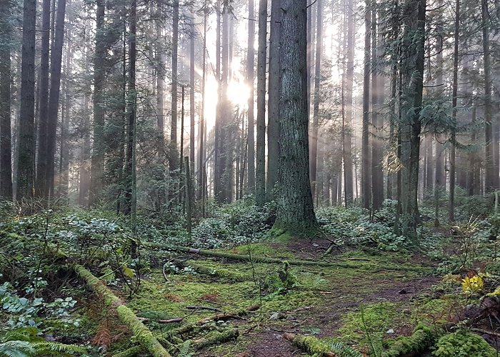 Pacific Spirit Regional Park Where I walk my dog in Pacific Spirit Regional Park in urban ... photo