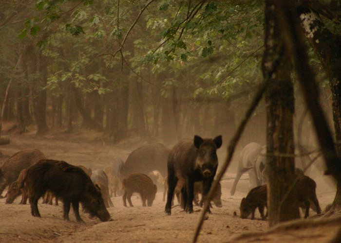 Zoodyssee Wild Boar and La Chasse | Poitoucharentesinphotos photo