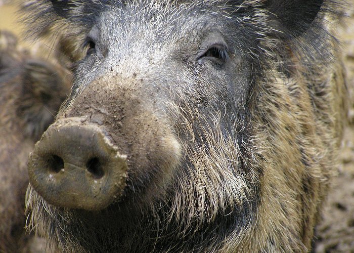 Zoodyssee Wild Boar and La Chasse | Poitoucharentesinphotos photo