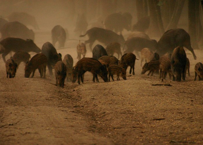 Zoodyssee Wild Boar and La Chasse | Poitoucharentesinphotos photo