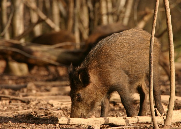 Zoodyssee Wild Boar and La Chasse | Poitoucharentesinphotos photo