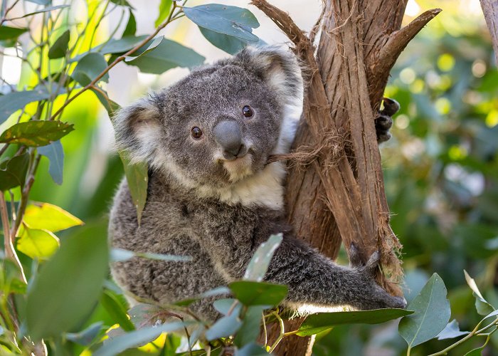 Sydney Wildlife World WILD LIFE Sydney Zoo - Darling Harbour - Official Site photo