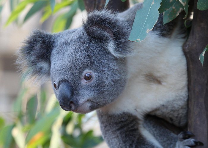 Sydney Wildlife World Discount Tickets & Special Deals | WILD LIFE Sydney Zoo photo