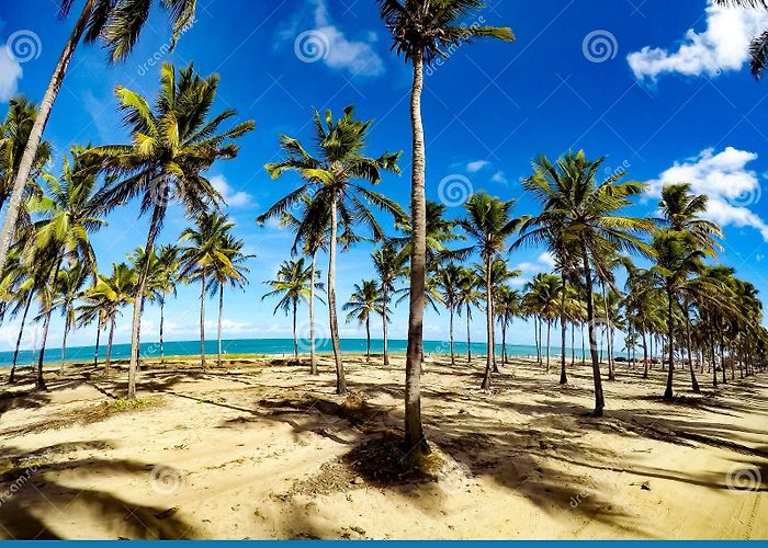 Maracaipe's Beach Coconut Palms in Pontal De Maracaipe - Porto De Galinhas Stock ... photo