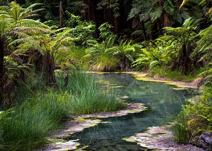 Whakarewarewa Forest Geothermal stream in Whakarewarewa Forest (Rotorua, NZ)[OC ... photo