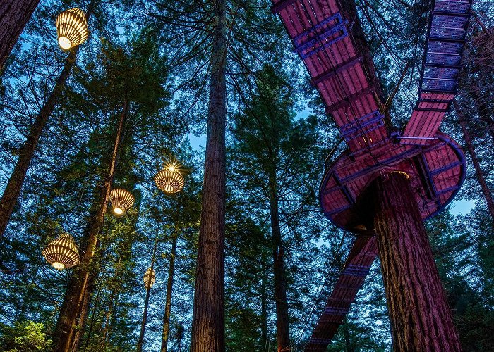 Whakarewarewa Forest Things To Do In Rotorua At Night | Redwoods Nightlights Treewalk™ photo