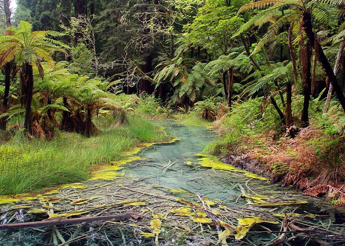 Whakarewarewa Forest The Redwoods – Whakarewarewa Forest, Rotorua, New Zealand [OC ... photo