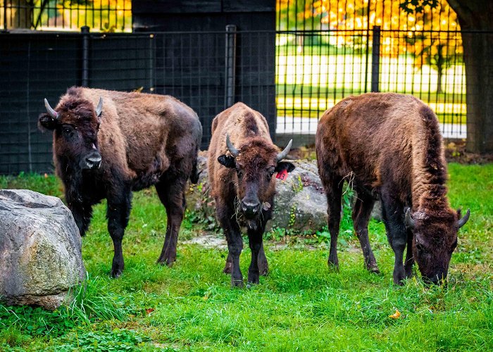 The Buffalo Zoo Welcome the New Bison of Buffalo! - Buffalo Zoo photo