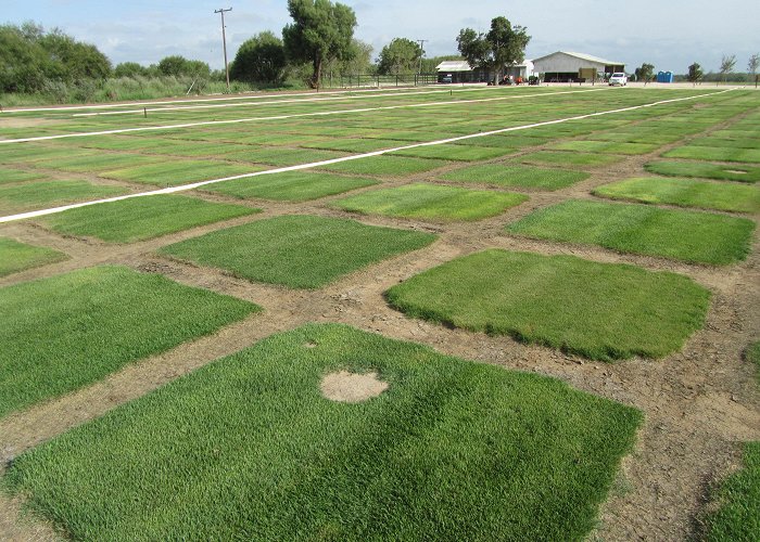 Ash Valley Golf Club Bladerunner Farms - Zoysia Grass Sod » Bladerunner Farms photo