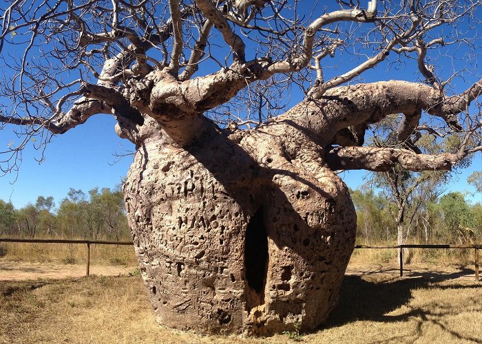 Boab Prison Tree More than meets the eye: Derby Boab "Prison" Tree, Australia ... photo