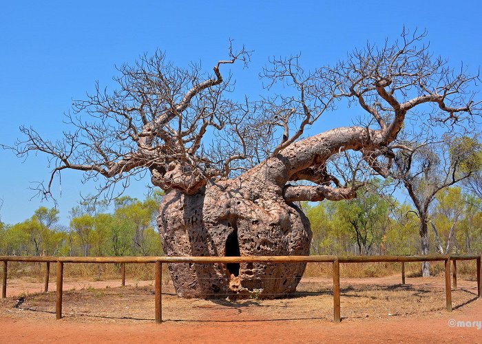 Boab Prison Tree More than meets the eye: Derby Boab "Prison" Tree, Australia ... photo