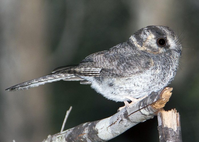 Tingalpa Creek Reserve Australian Owlet-nightjar - eBird photo