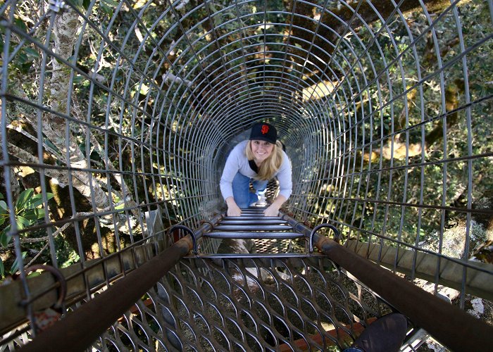 O'Reilly's Tree Top Walk A Weekend Escape to O'Reilly's Rainforest Retreat in the Gold ... photo