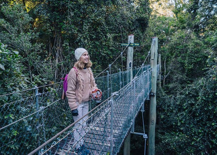 O'Reilly's Tree Top Walk Lamington National Park Tree Top Walk: A Complete Guide photo