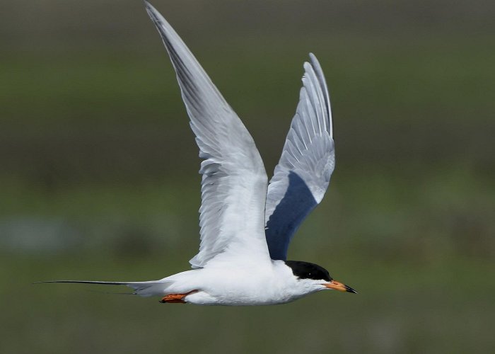 Forster Marina Forster's Tern - eBird photo