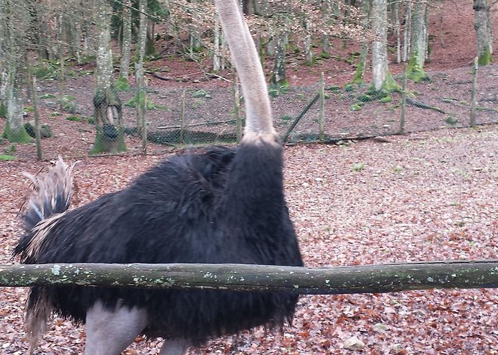 Parco Naturale di Cavriglia 18/12/14 – Il Parco naturale di Cavriglia in via di conversione ... photo