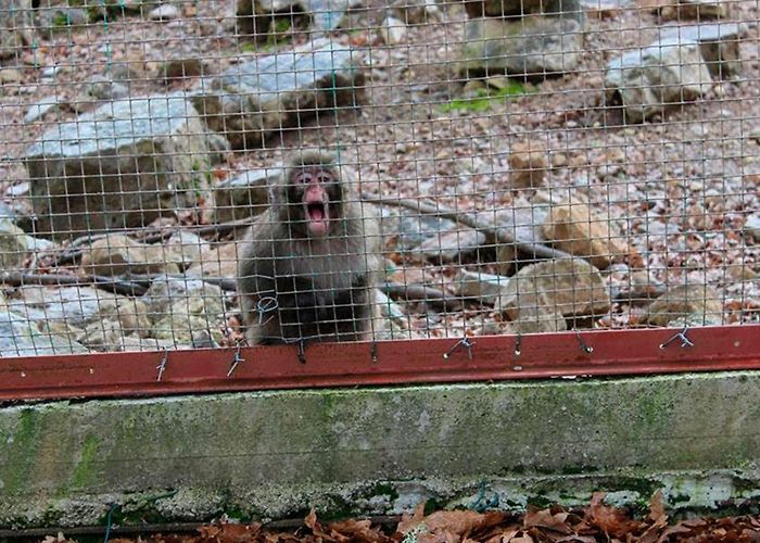 Parco Naturale di Cavriglia I macachi che furono ospiti del parco di Cavriglia allo zoo di ... photo