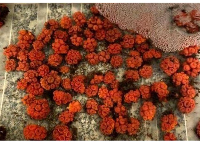 Botanical Garden Chico Mendes Toxics | Free Full-Text | Adults of Sun Coral Tubastraea coccinea ... photo