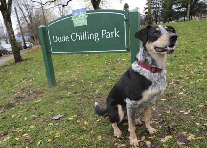 Guelph Park Dude Chilling Park: Return of The Dude | Indiegogo photo