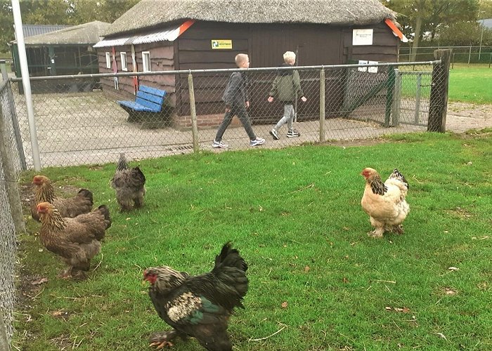 Kinderboerderij DeKiBo Dekibo nog kiplekker - De Toren Hardenberg photo