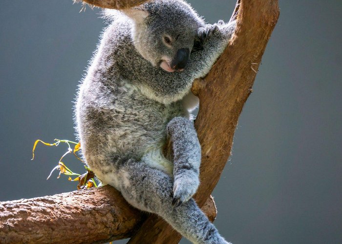 Kuranda Koala Gardens Koala Kuranda Gardens - cuddle a koala today photo