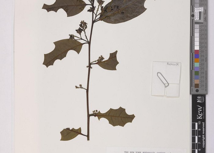 Forest Science INPA Barnhartia Gleason | Plants of the World Online | Kew Science photo