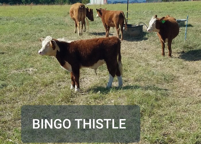 Prince Rupert Bingo Assn Tag: pet cow | Falster Farm on Pasture 365 photo