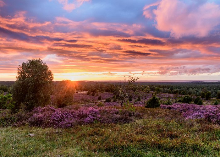 Wilseder Berg Wilseder Berg – The heart of the Lüneburg Heath | Lüneburger Heide photo