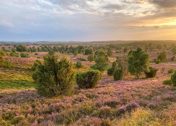 Wilseder Berg Wilseder Berg – The heart of the Lüneburg Heath | Lüneburger Heide photo