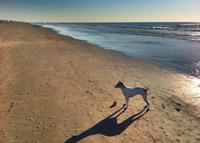 R.A. Apffel Park Galveston Island Beaches - Galveston Island, TX | Pet Friendly Travel photo