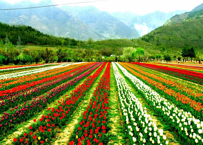 Indira Gandhi Memorial Tulip Garden Indira Gandhi Tulip Garden – The Largest Tulip Garden in Asia ... photo