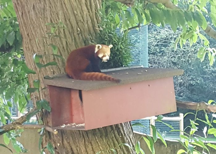 Thrigby Hall Saw this cutie at Thrigby Hall, Great Yarmouth, UK (sorry for low ... photo