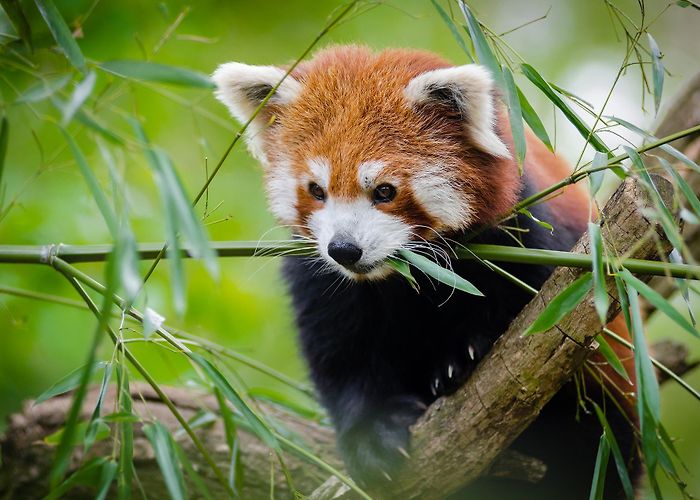 Thrigby Hall Our Animals photo